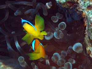 clown fish in an anenome